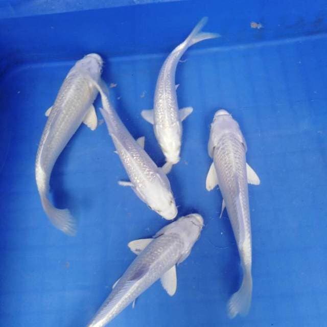 Platinum ginrin 5 ekor