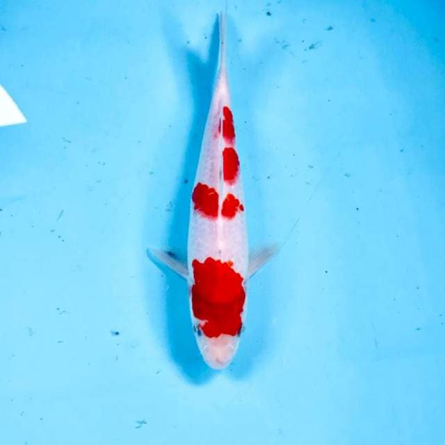 Kohaku, 20 cm