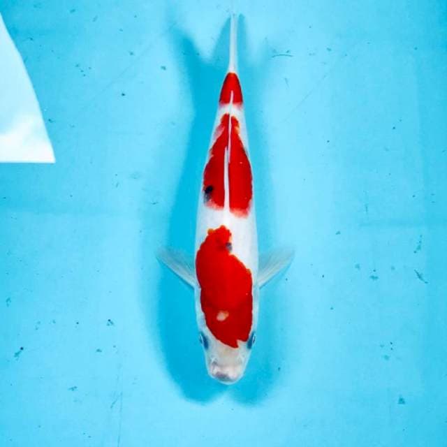 Sanke, 21 cm