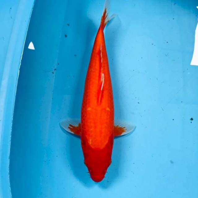Aka Hajiro, 34 cm
