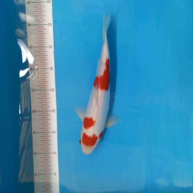 Kohaku doit 32cm