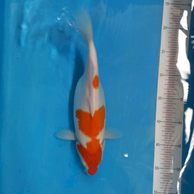 Kohaku 33cm