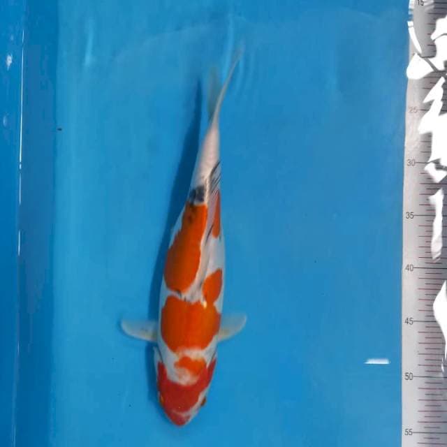 Sanke doit 38cm