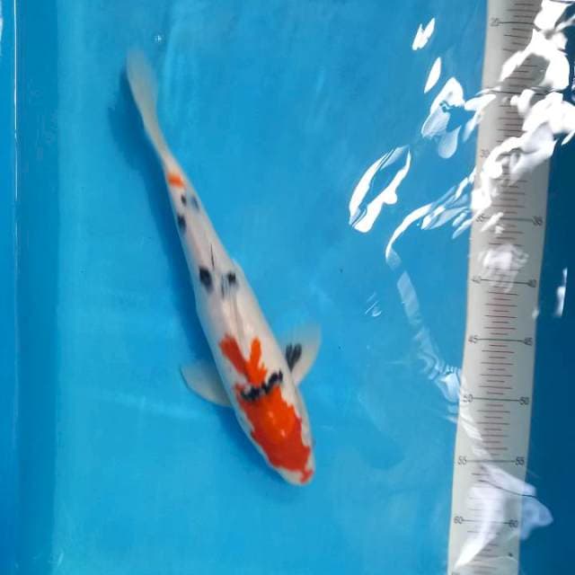 Sanke 37cm