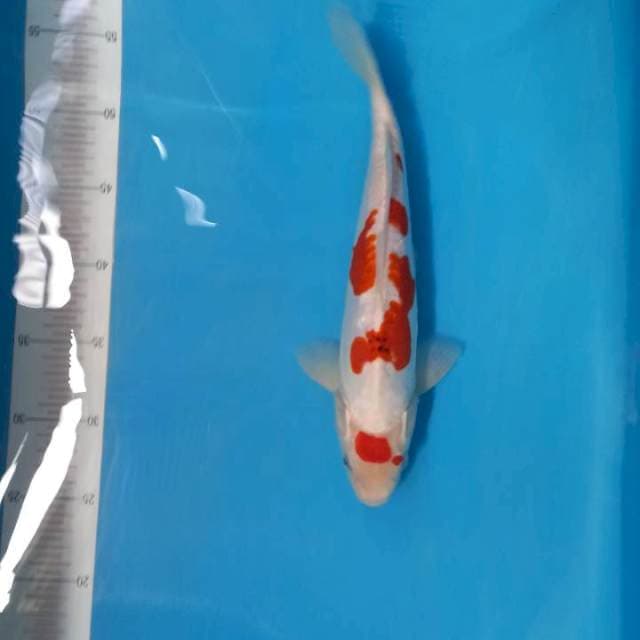 Kohaku doit 31cm