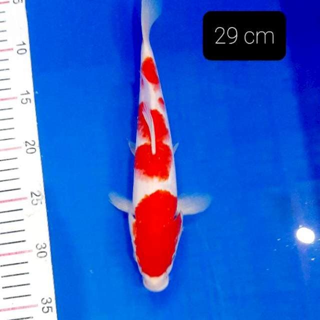 SQ kohaku 29 cm