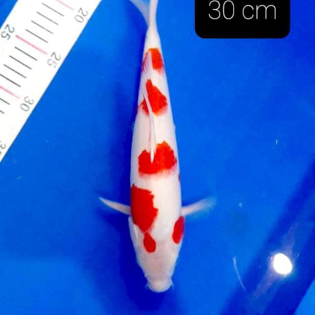 SQ kohaku 30 cm