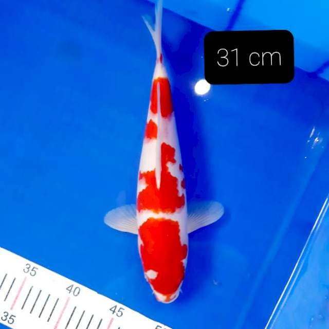 SQ kohaku 31 cm