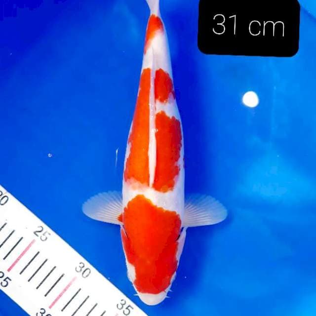 SQ kohaku 31 cm