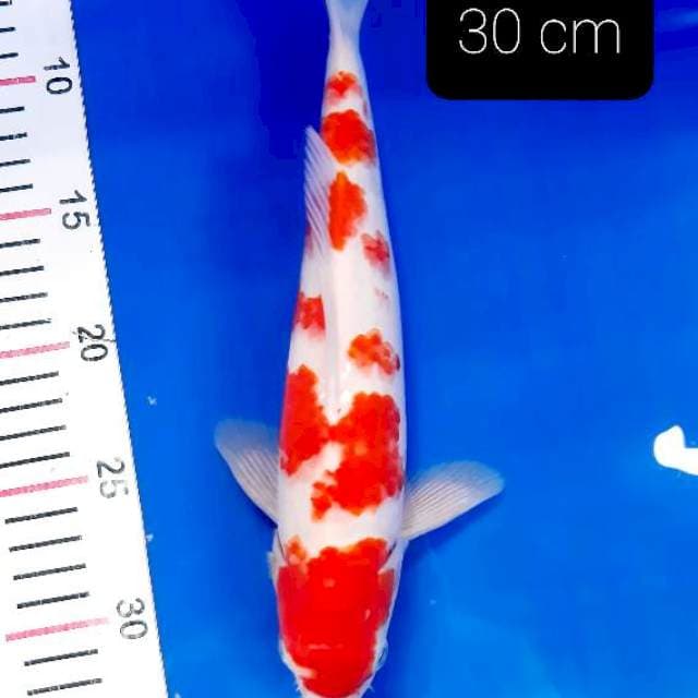 SQ kohaku 30 cm
