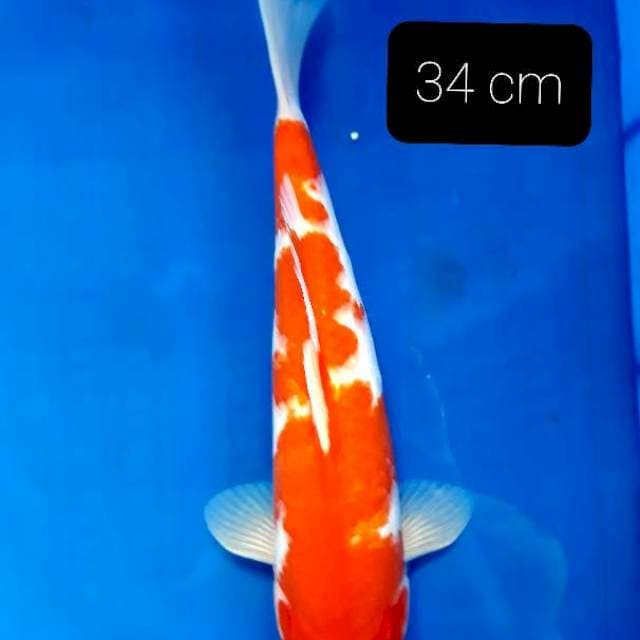 SQ kohaku 34 cm