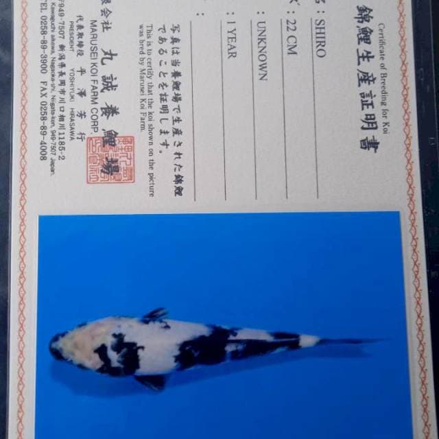 Shiro Marusei