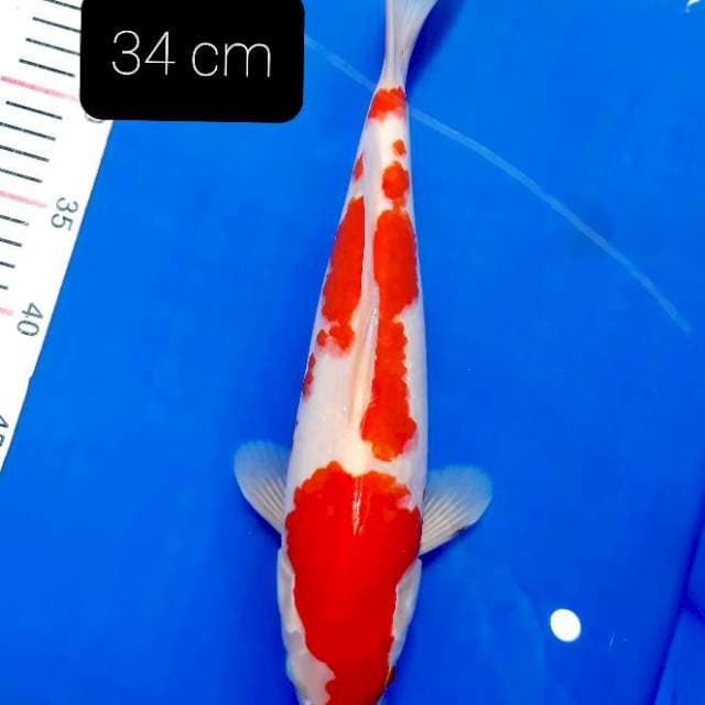 SQ kohaku 34 cm