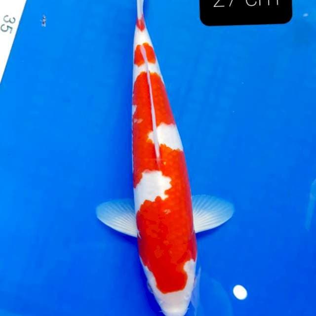 SQ kohaku 27 cm