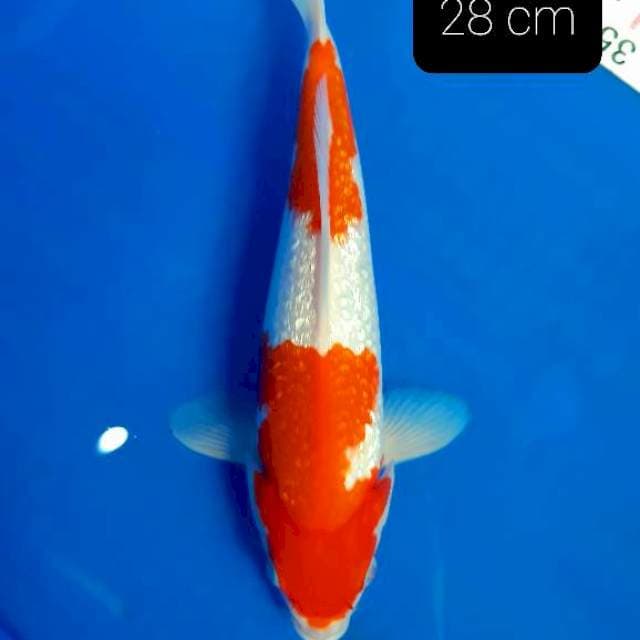 SQ kohaku ginrin 28 cm