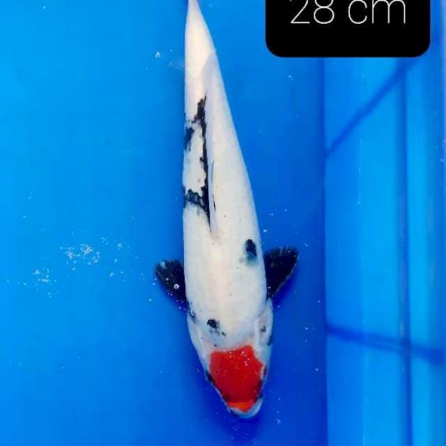 Tancho showa 28 cm
