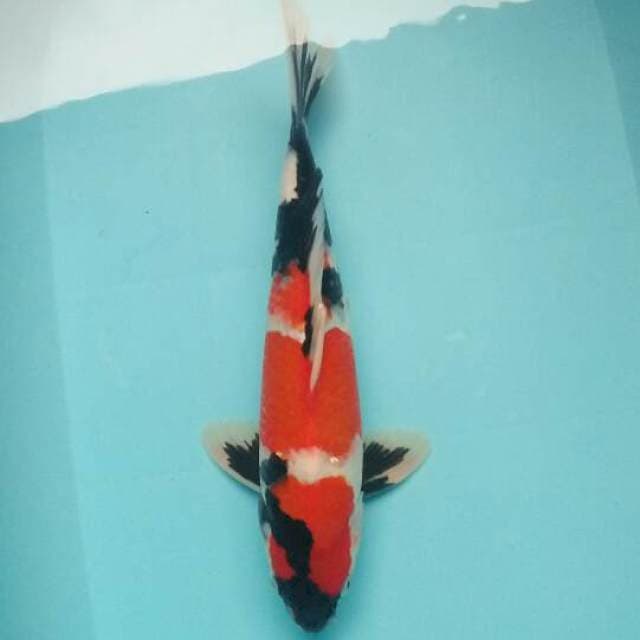 Showa sansoku
