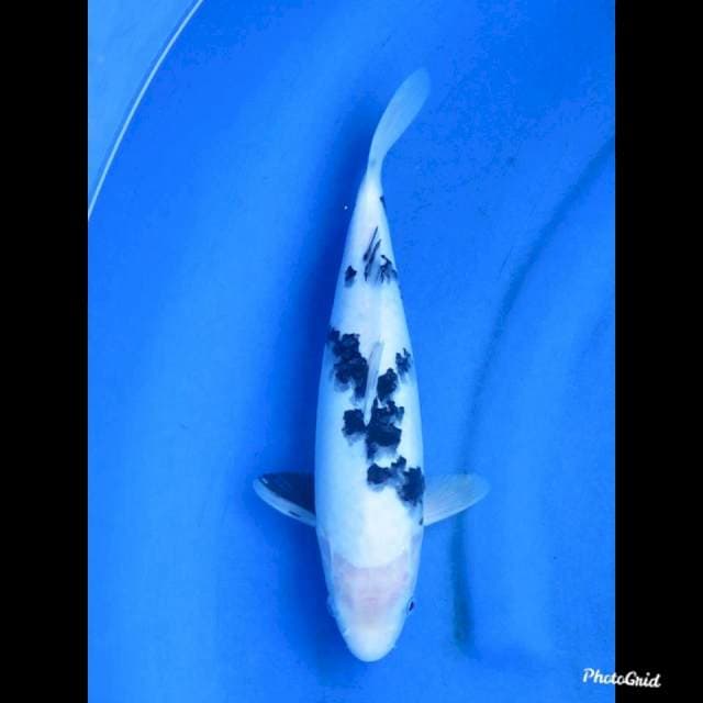 30cm , Putih Salju Bekko