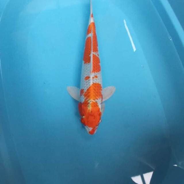 Kujaku Male  42cm