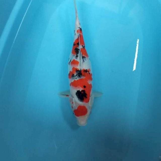 Maruten sanke female 40cm