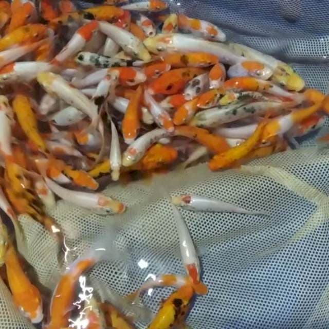 ✔️paket 01 , KUMONRYU, BENIKUMON, KOHAKU DOIT . 220EKR
