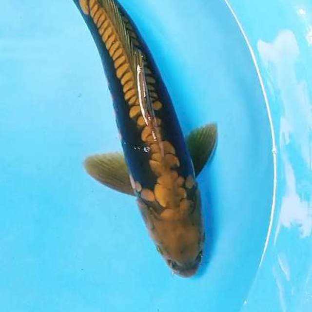 MIDORI ARAGOKE MALE 35 CM