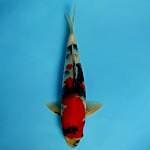 Showa 32cm