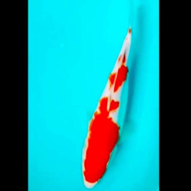 🔵kohaku red strong 25cm