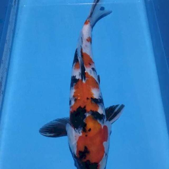 Showa 40 cm