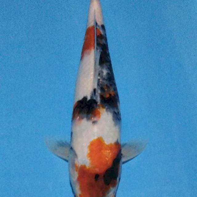 Kindai showa 33 cm