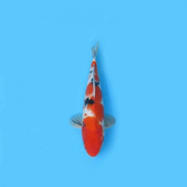 BKS ( SANKE 31 CM )