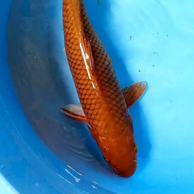 Caghoi tembaga 40 cm