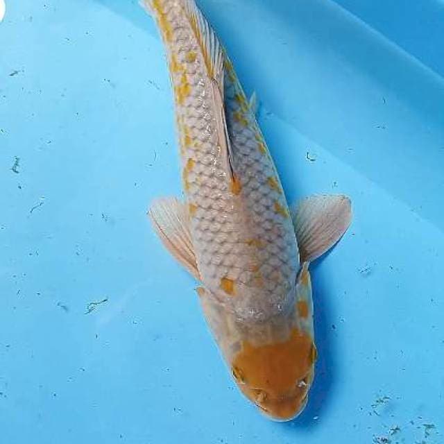 Ochiba 34 cm