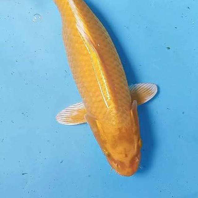 Jumbo ogon 41 cm,😁