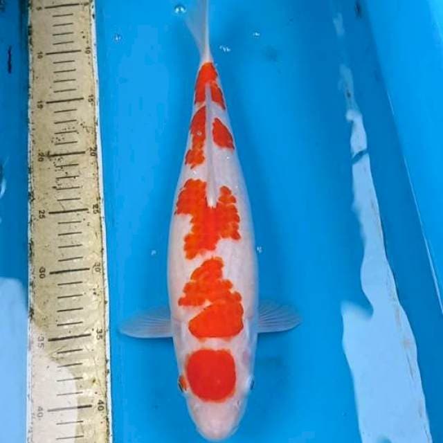 Kohaku 37cm
