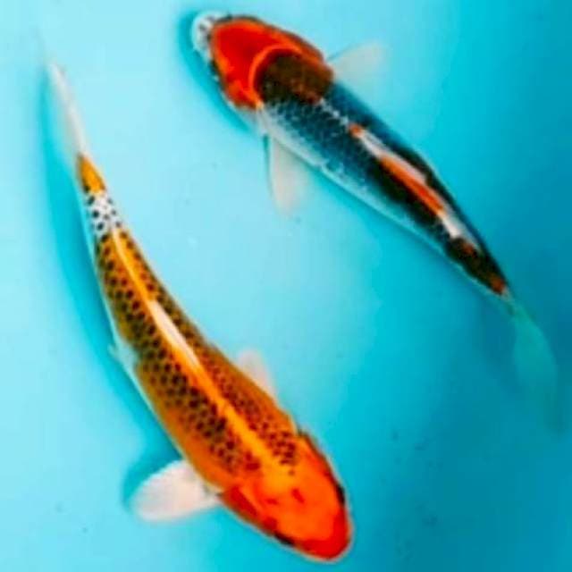 🔵kujaku, goshiki 21,23cm