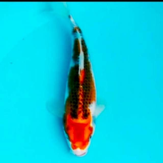 🔵goshiki 27cm