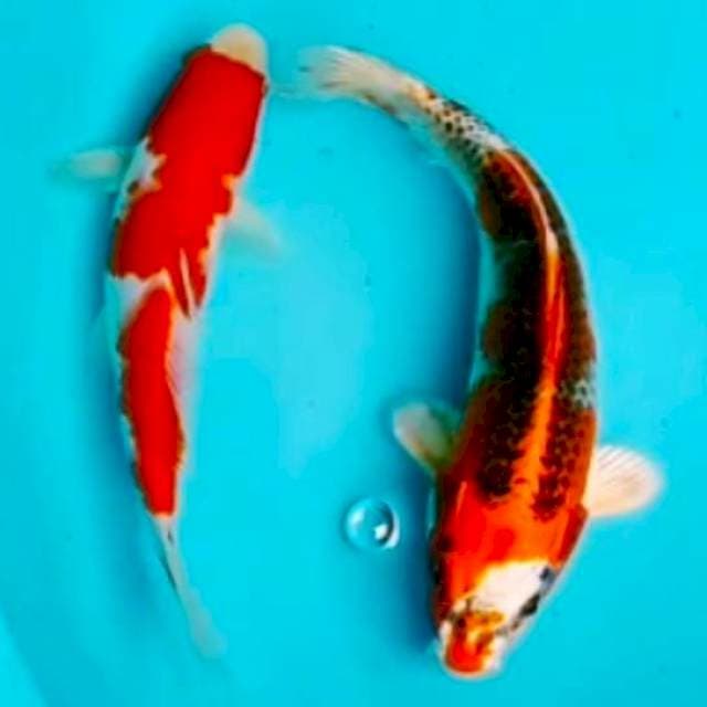 🔵kohaku, kujaku 23,25cm