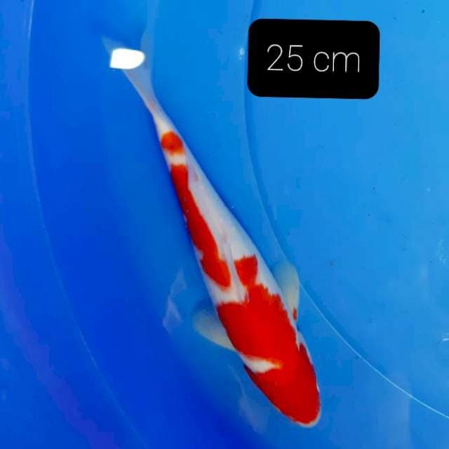 Kohaku 26 cm