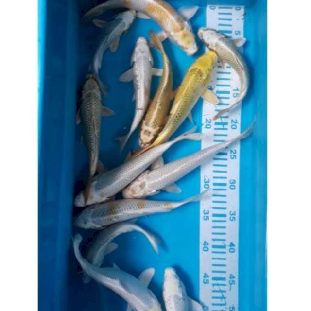 Mix 25 Bu 13 ekor