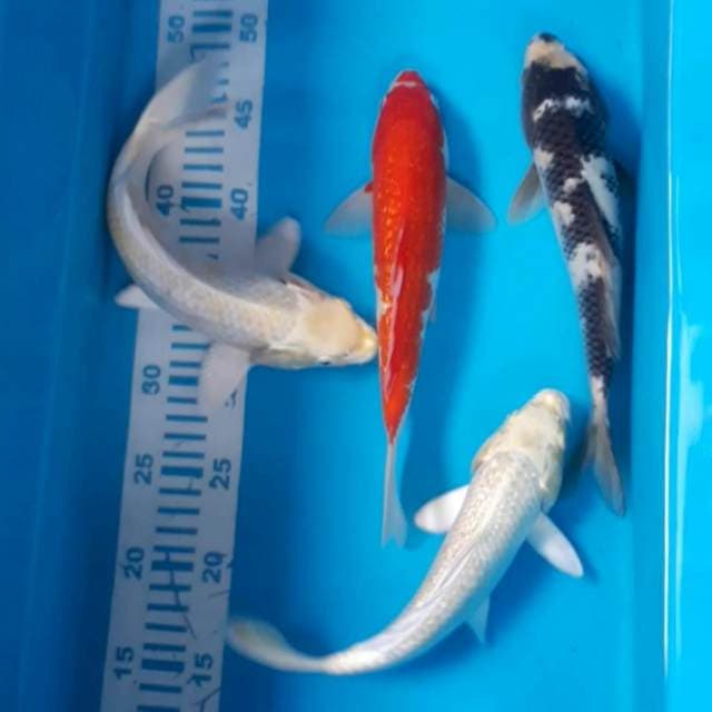 4 ekor 24-25 cm
