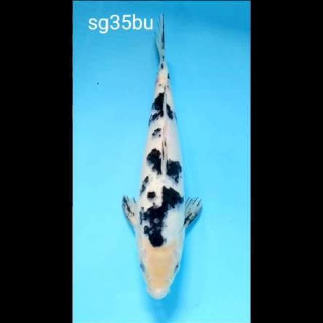 Shiro 35bu