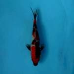 SHOWA SANSHOKU 23cm