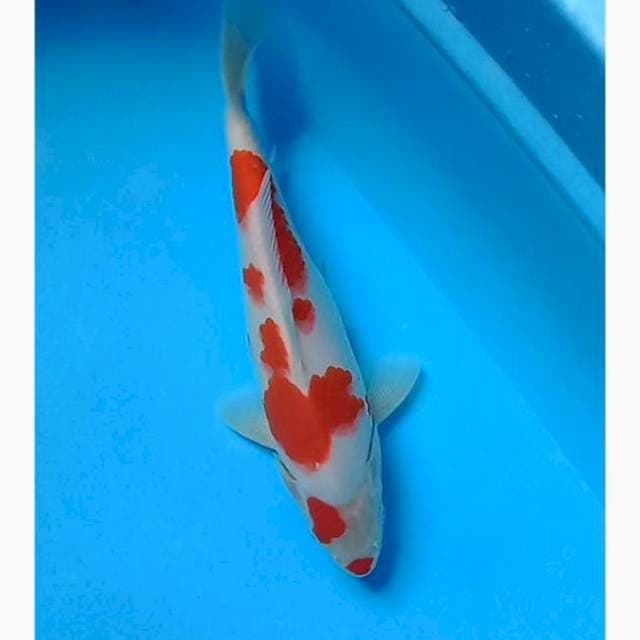 Kohaku