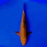 Tembaga 32cm