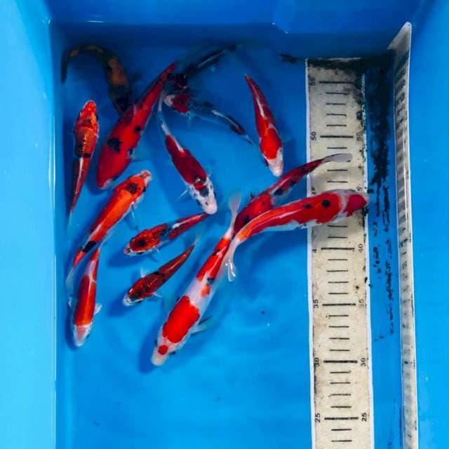 Mix koi, 15-20 cm