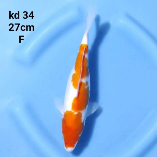 kohaku inazuma