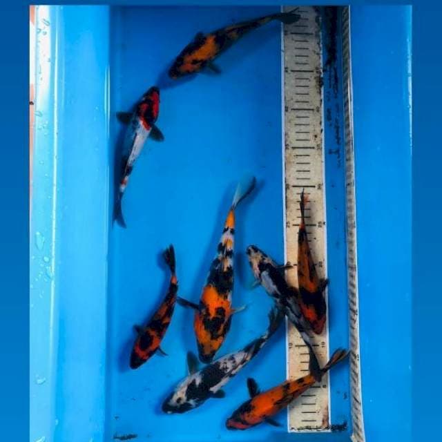 Mix Koi, 15-20 cm