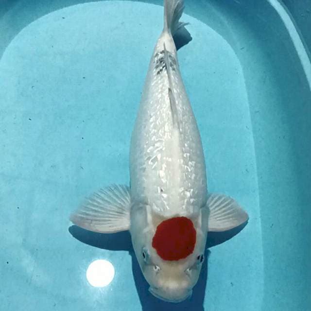T Showa Ginrin Tategoi 50 Cm