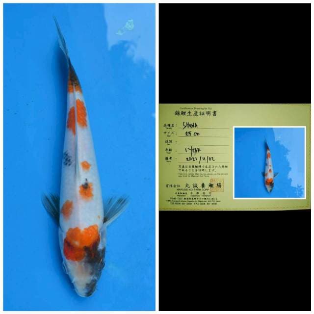 Marusei Kindai Showa